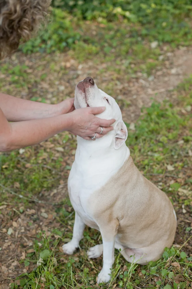 Pit bull being pet by owner