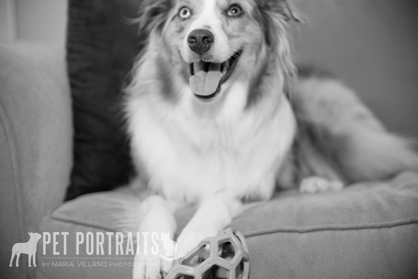Australian shepard looking at owner