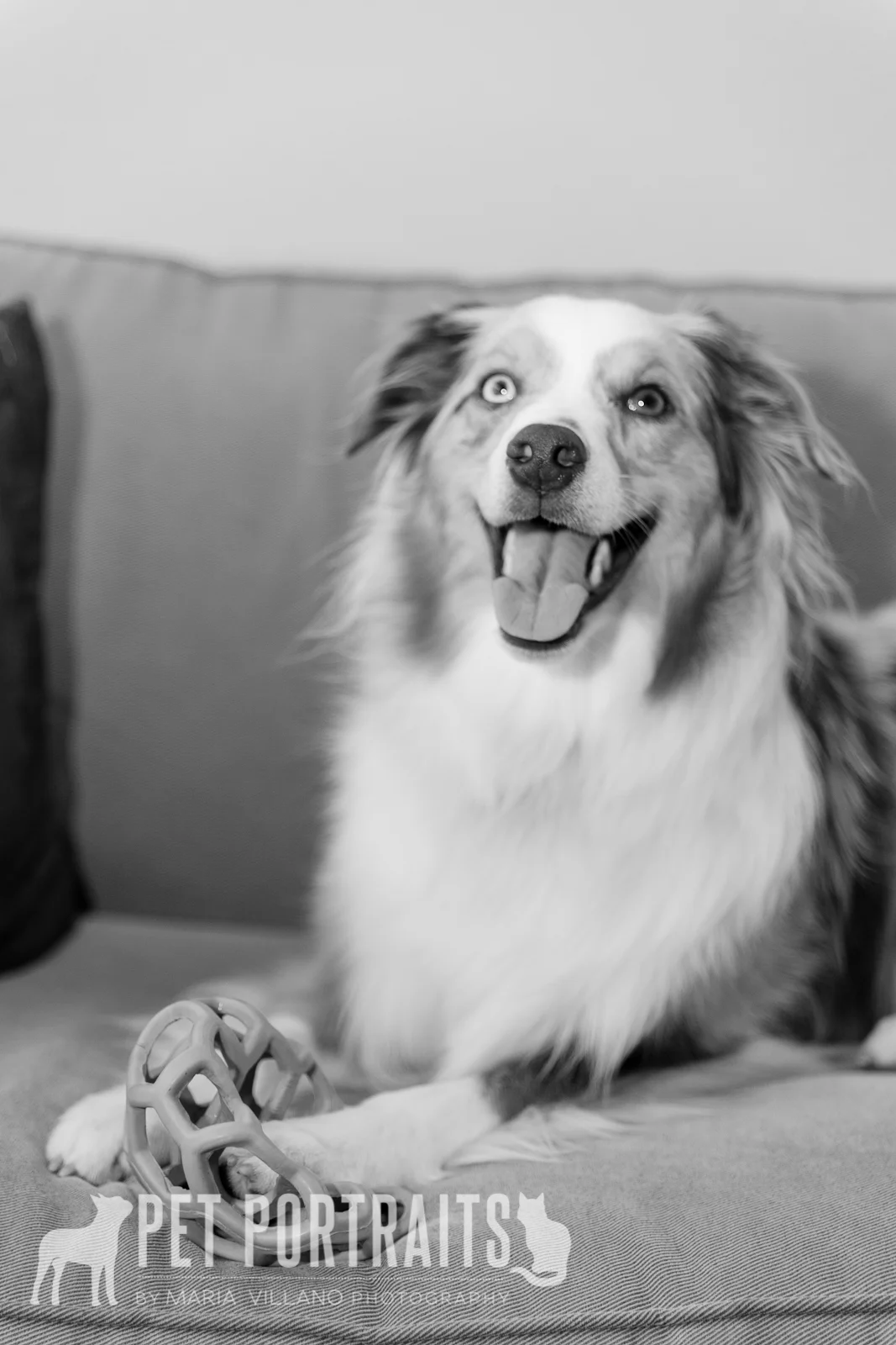 Happy australian shepard on couch
