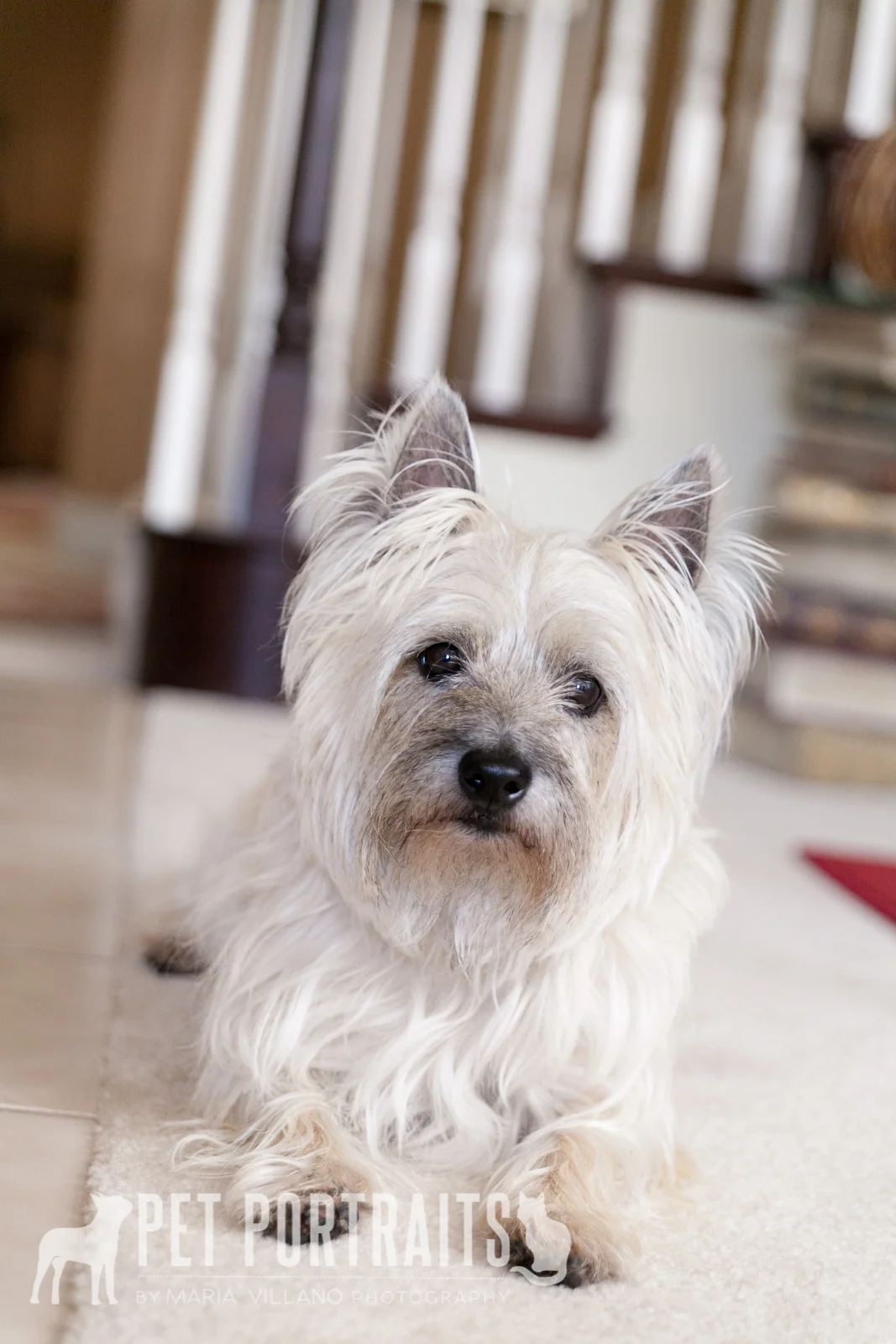 sitting cairn terrier, novato dog photographer