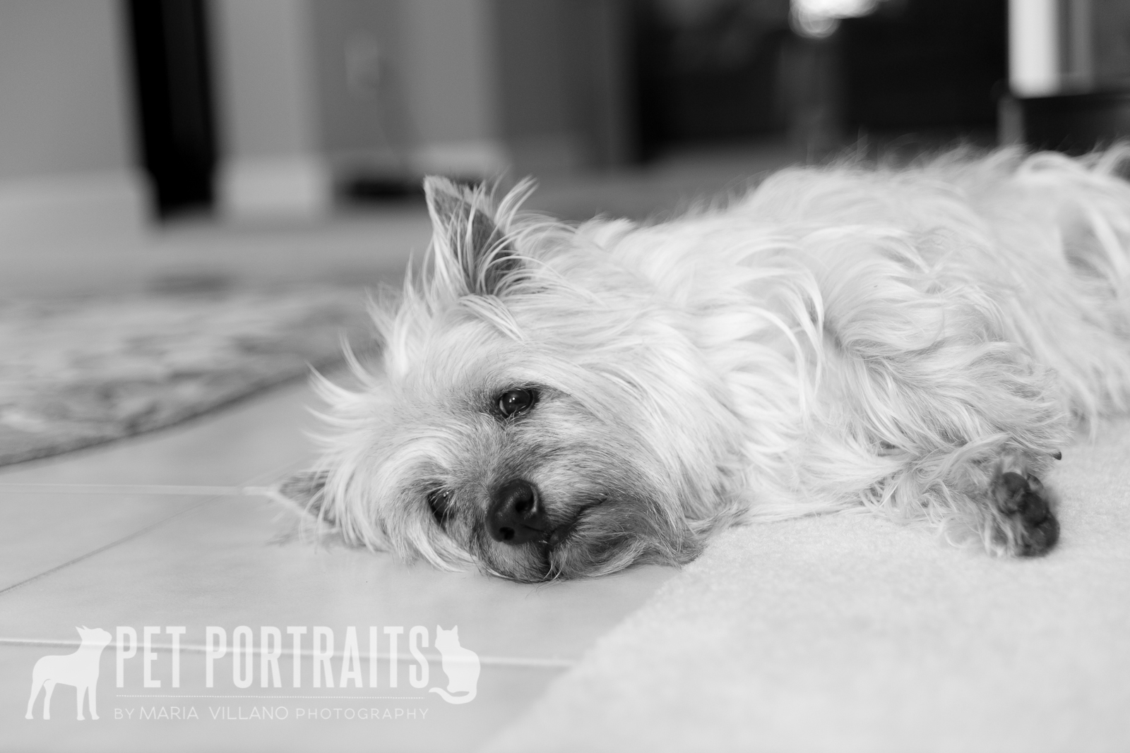laying ca