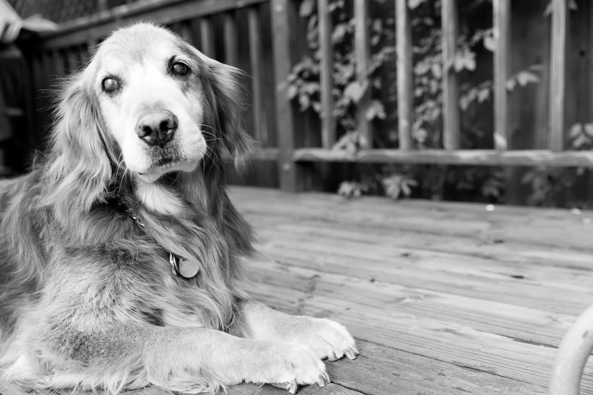 golden retriever black and white photograph
