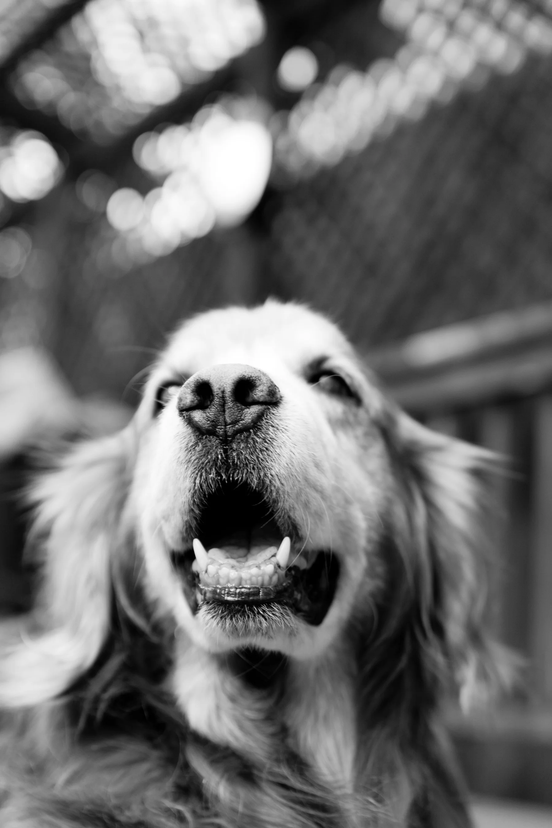 beautiful portrait of a blind golden retriever