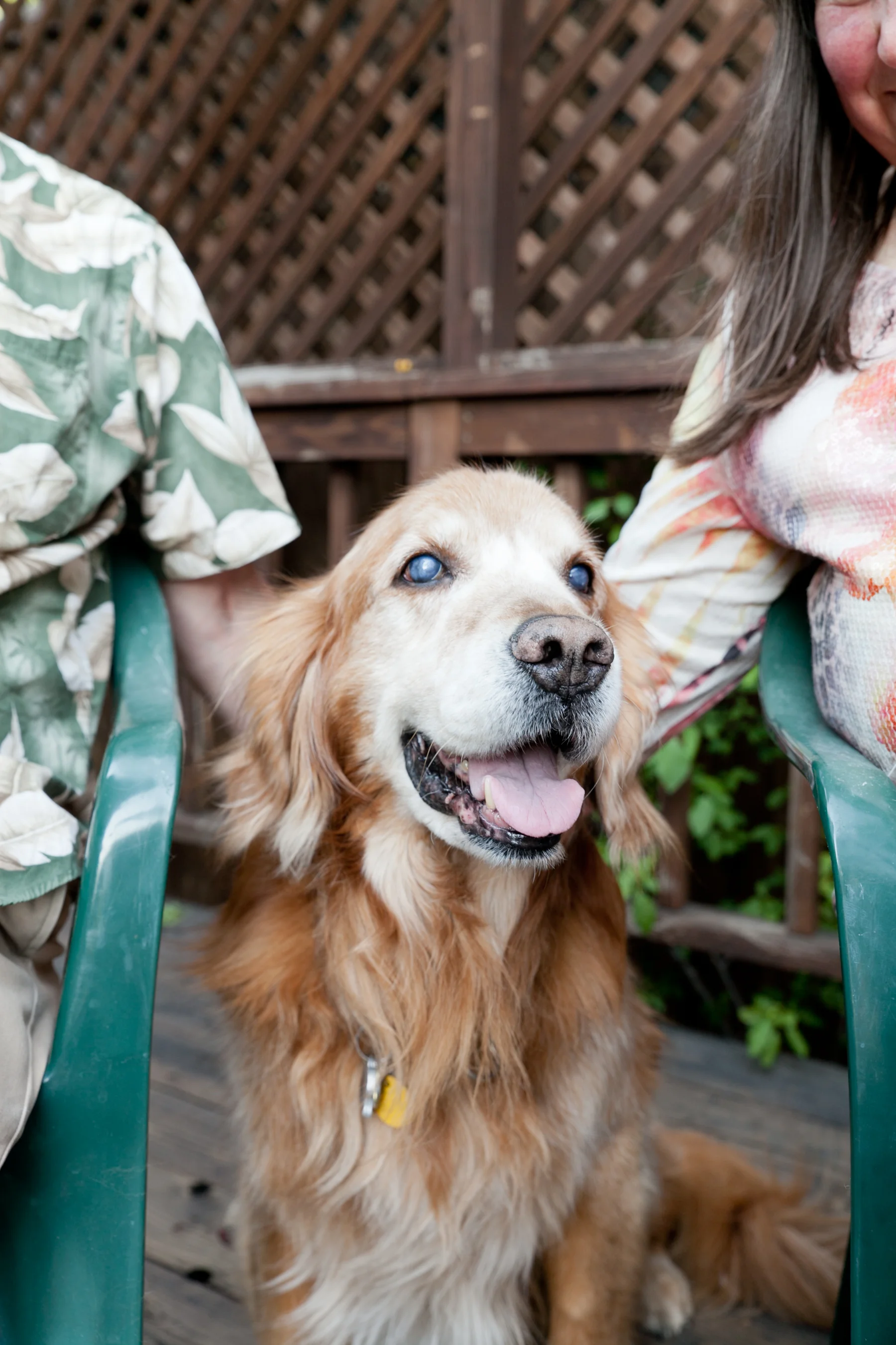pet portrait of golden retriever in sonoma county