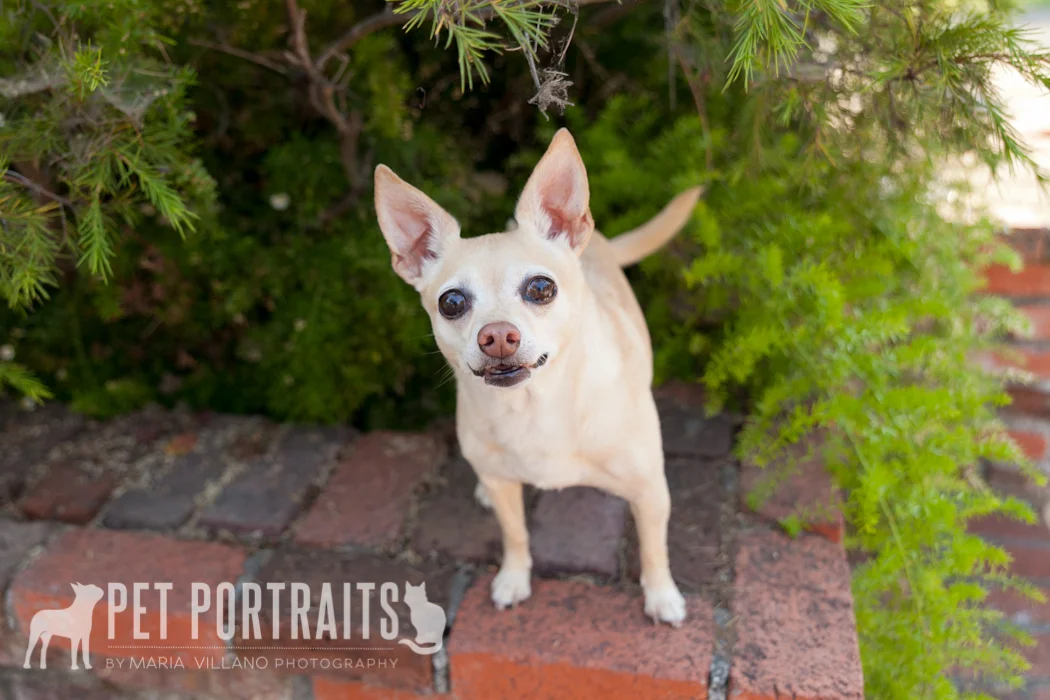 Dog photography in Santa Rosa, CA