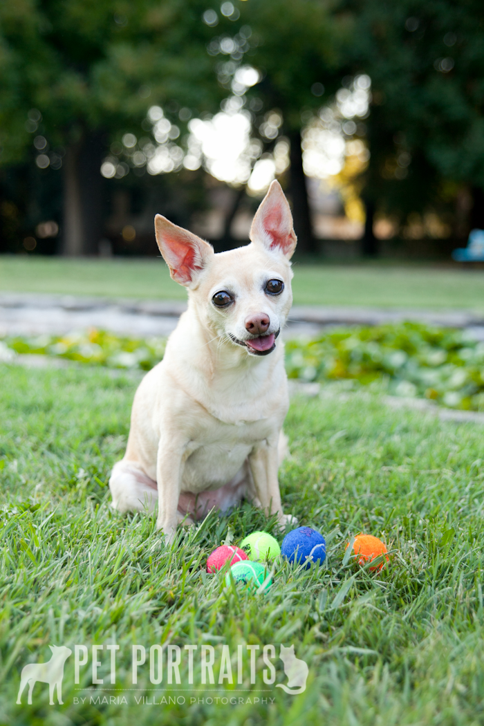 Dog with tennis balls posing for dog pictures, santa rosa, CA