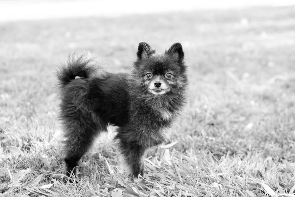 dog photography santa rosa, ca