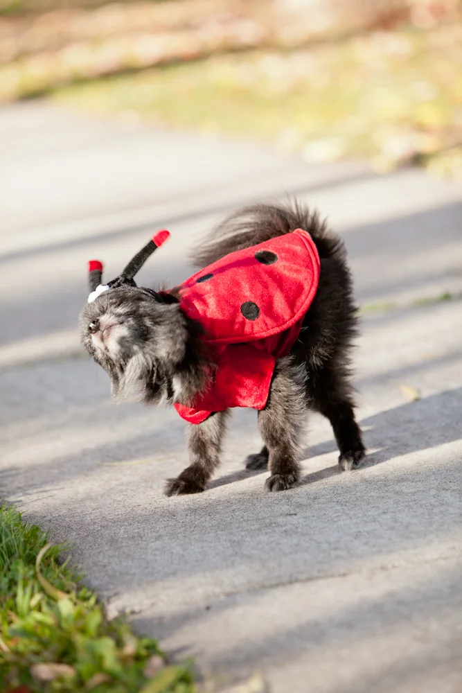 dog in ladybug costume