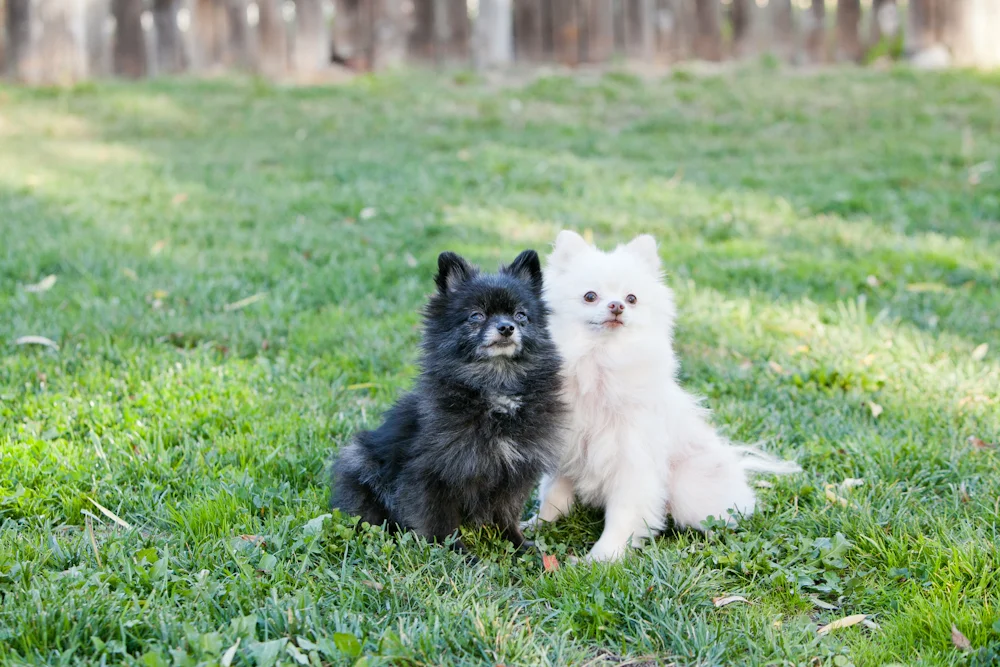 pomeranians sitting together santa rosa