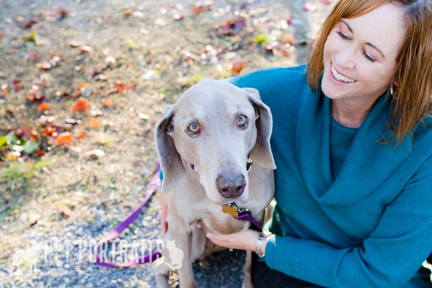 owner looking at pet weimeraner santa rosa dog photography