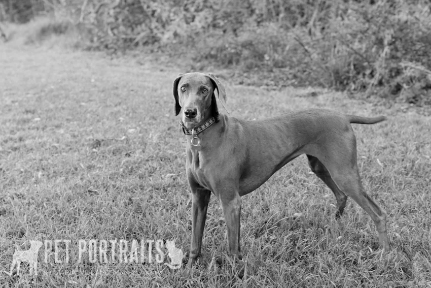beautiful weimeraner portrait in park santa rosa, ca