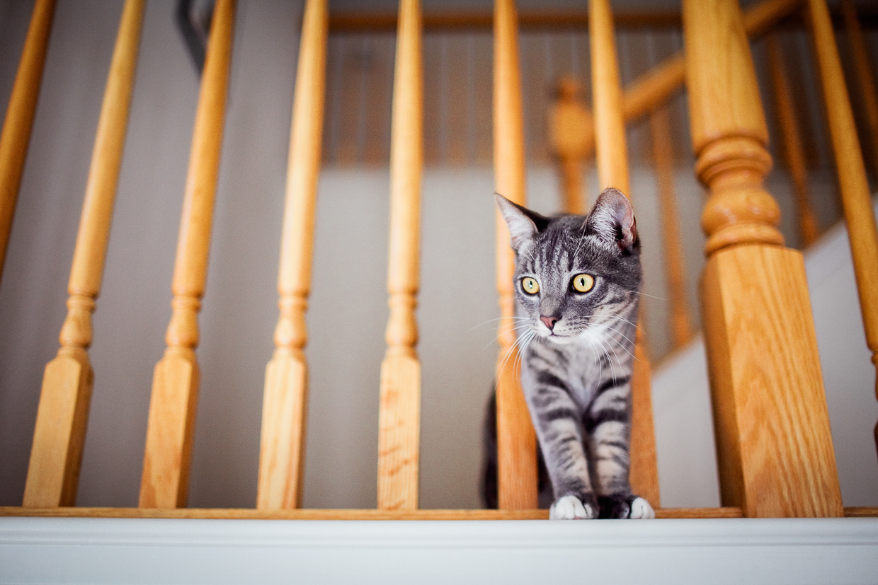 SANTA_ROSA_PET_PHOTOGRAPHER-2.jpg