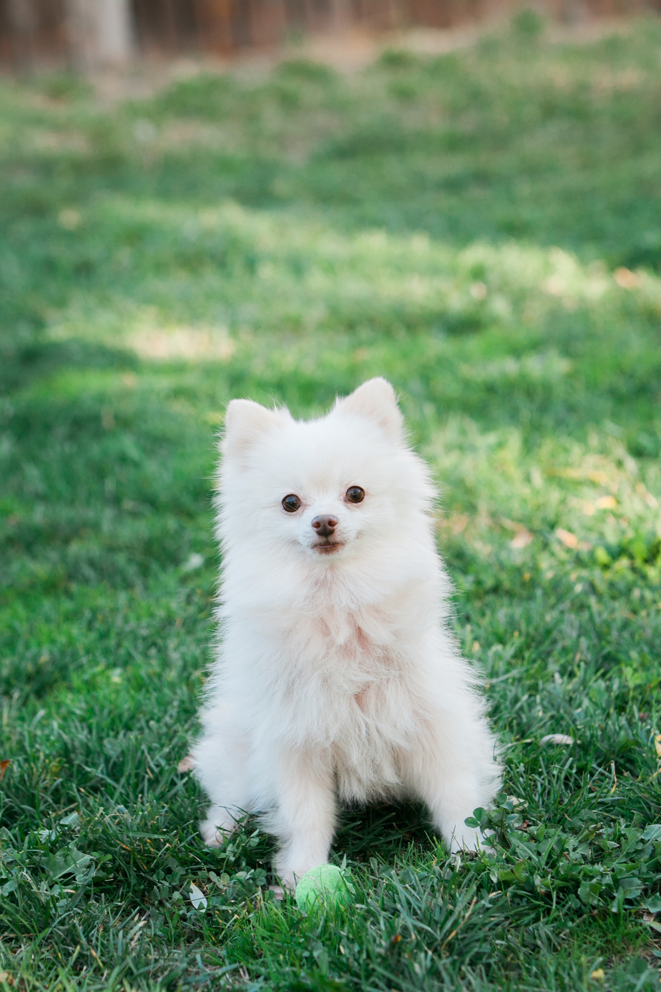 POMERANIAN-1.jpg