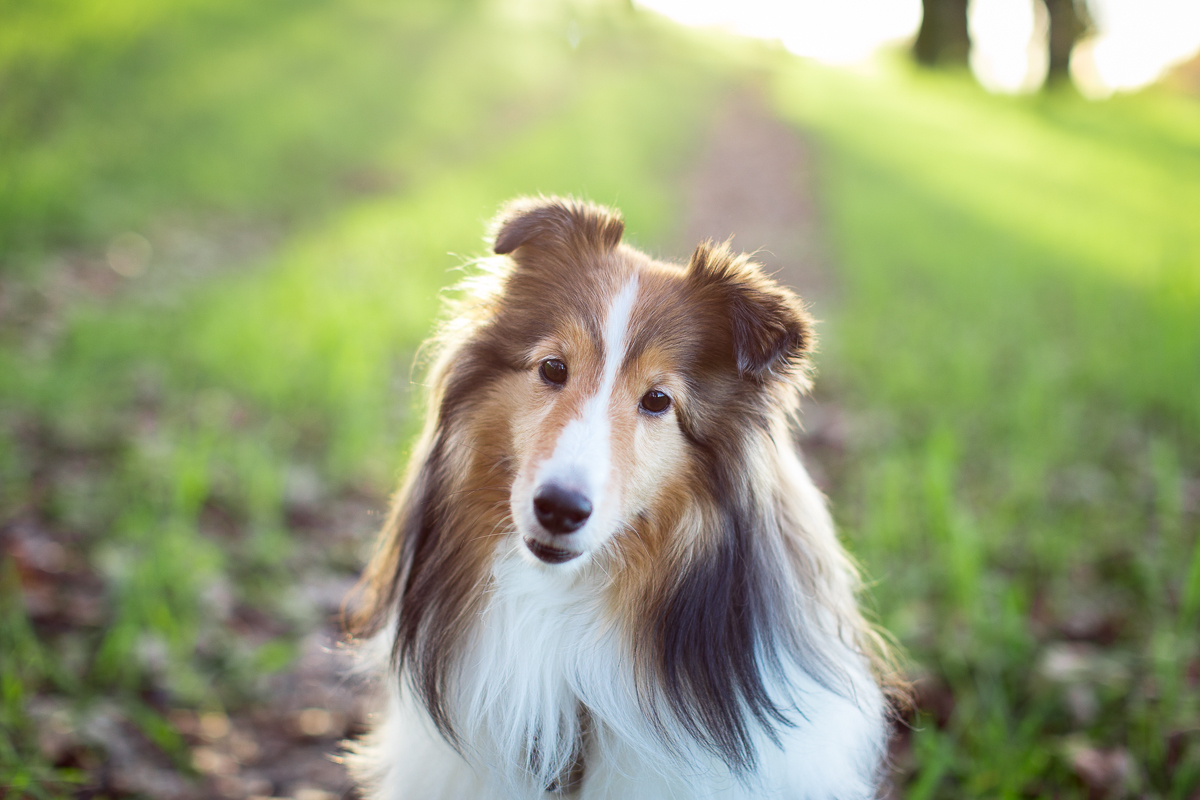 Santa_Rosa_Dog_Photographer-5.jpg