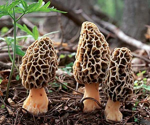 Morchella-esculenta-index.jpg