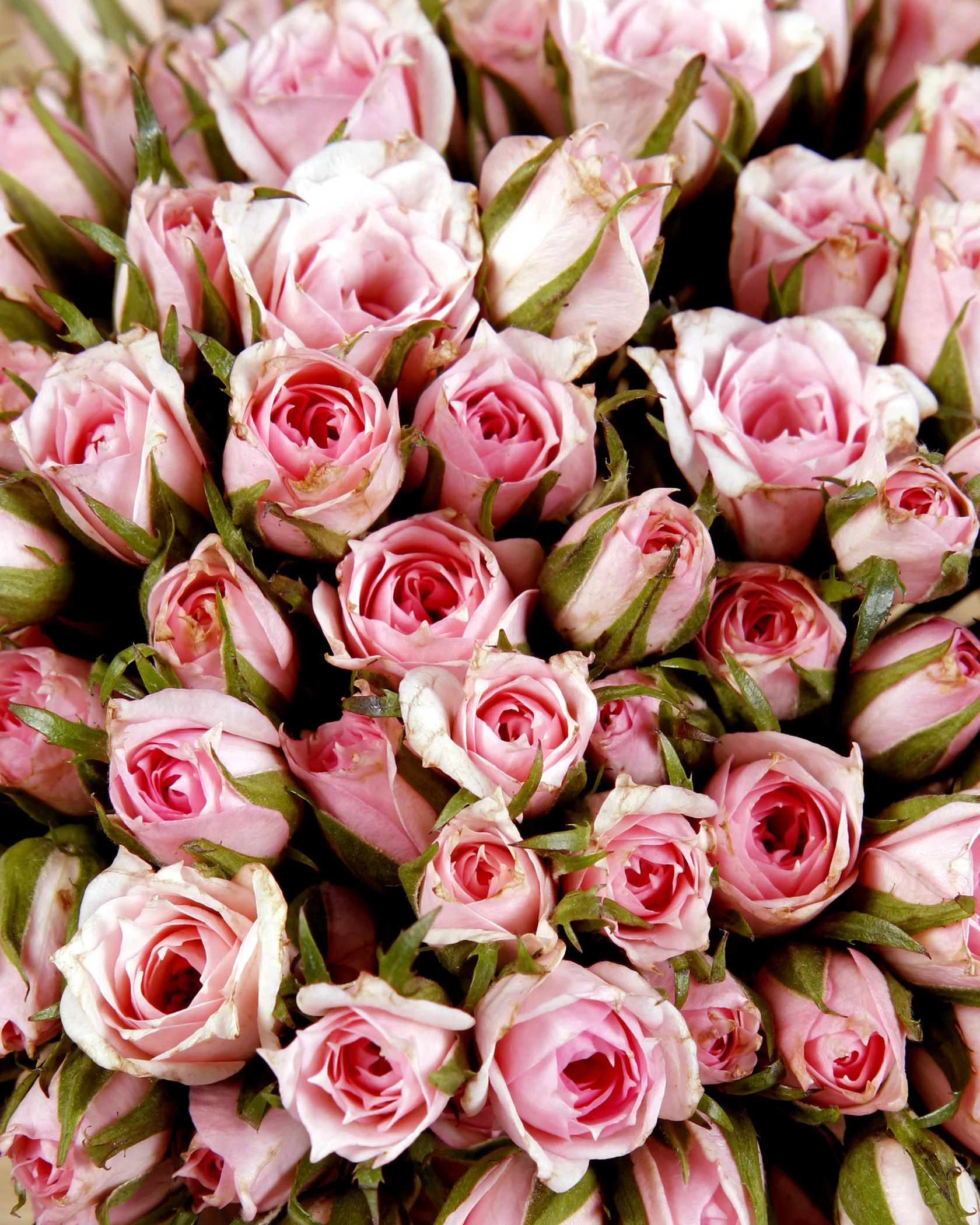 flowers1560.JPG