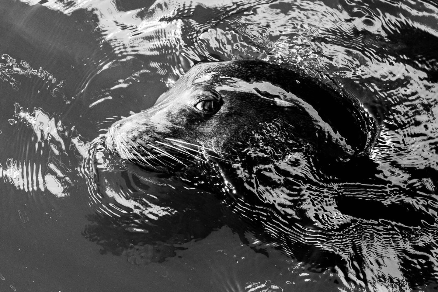 California Sea Lion, Marina del Rey, CA