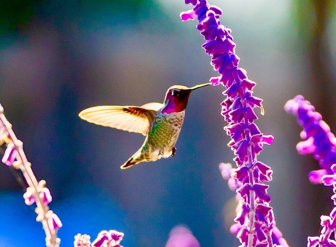 Hummingbird, Rancho Palos Verdes, California