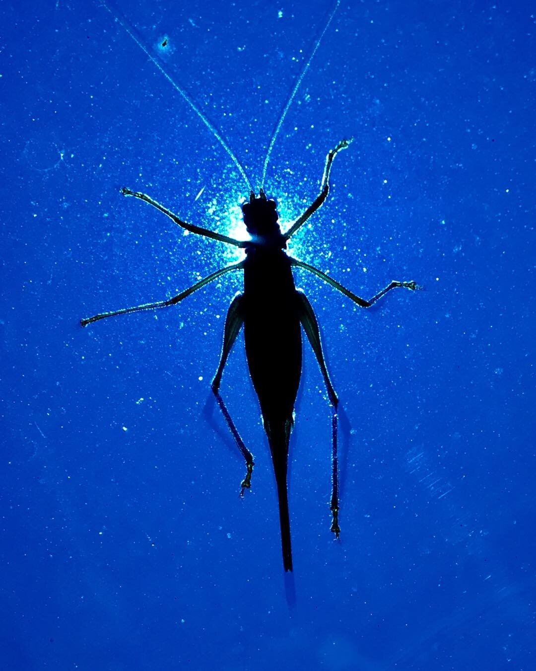 Total eclipse of the grasshopper... Little critter rode several miles on the hood of the car and then didn't want to be outdone by the moon.