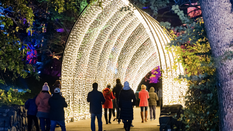 Holiday Lightscape + Lodge at the Brooklyn Botanical Garden