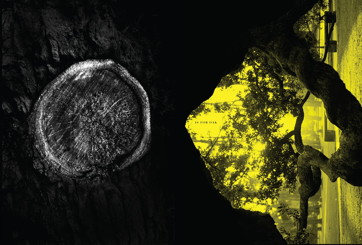 squarespace_0009_Layer 7.jpg