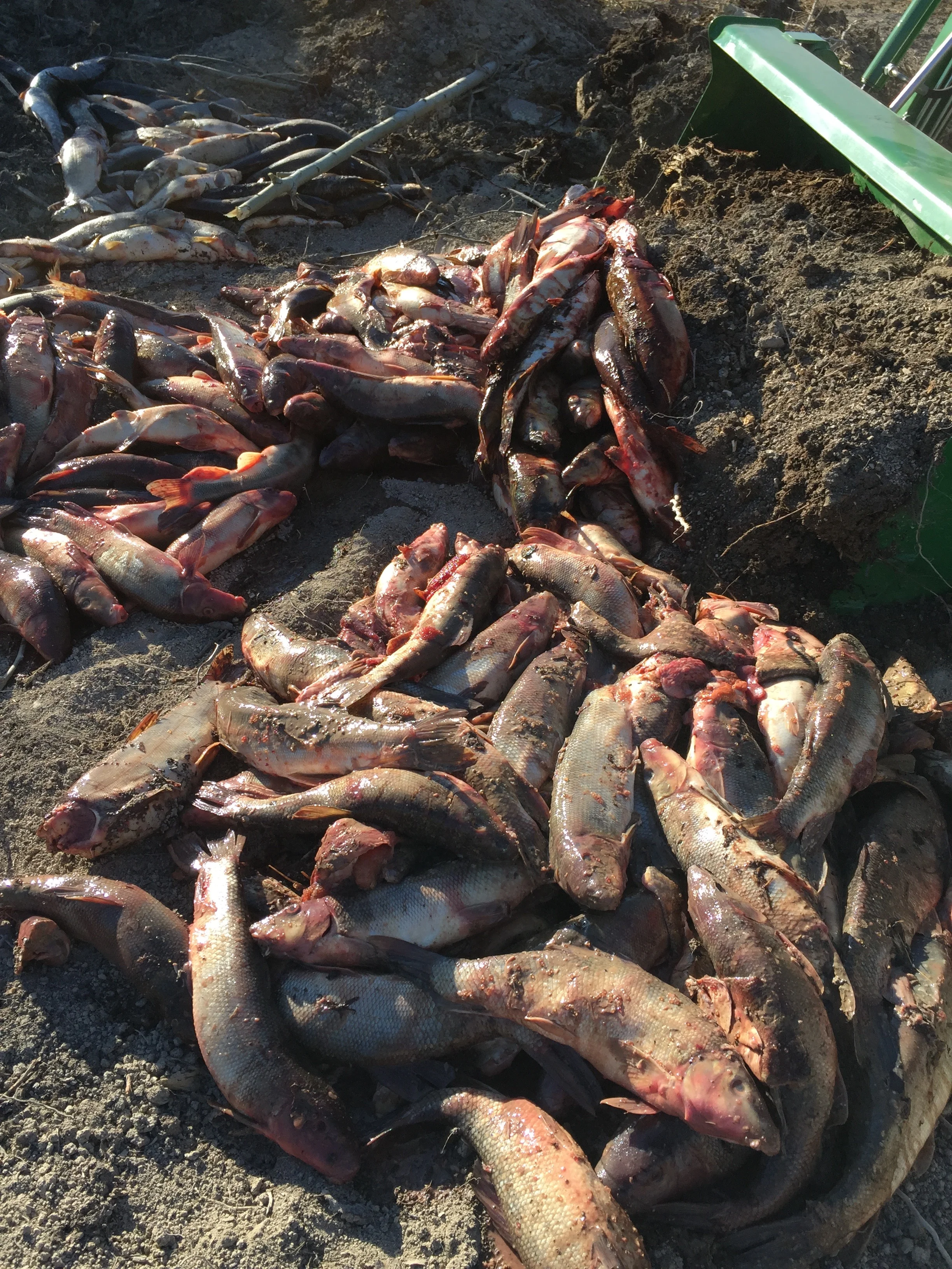 A catch of red suckers and parasite-ridden pickerel couldn't be sold - so they became soil.