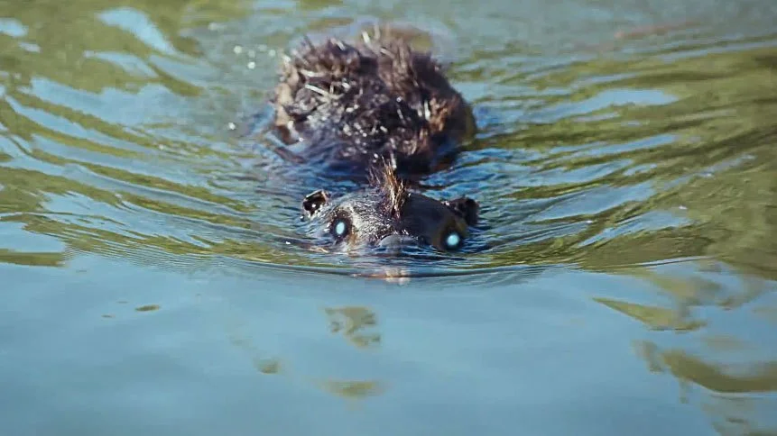 TFR Ep. 278: Zombeavers, Tomorrowland, 5 Favorite Film Futures