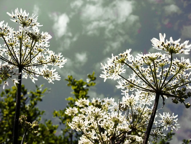 Verging on monochrome.