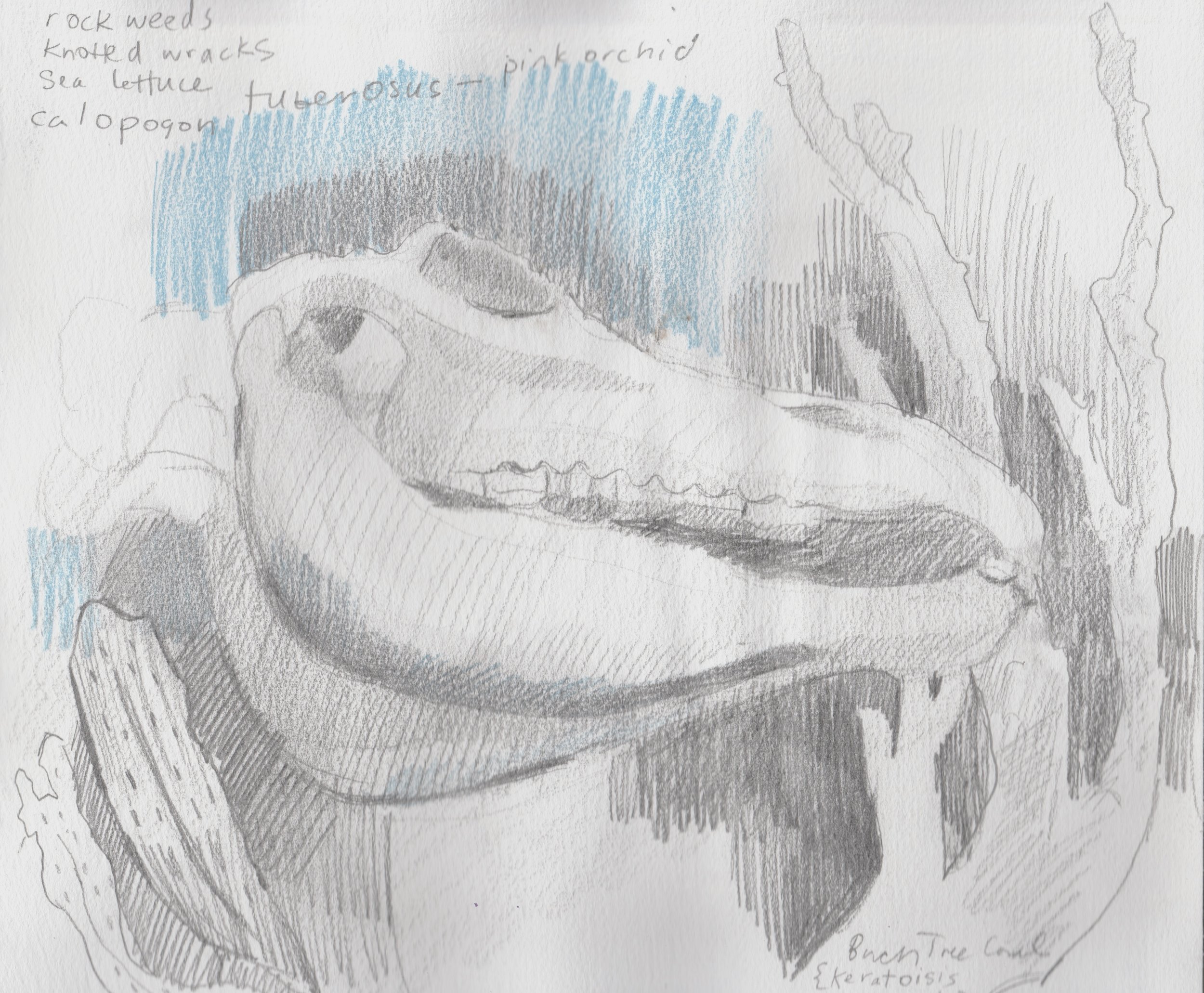 Study and notes of a Horse Skull and Corals, Museum of Natural History, Halifax