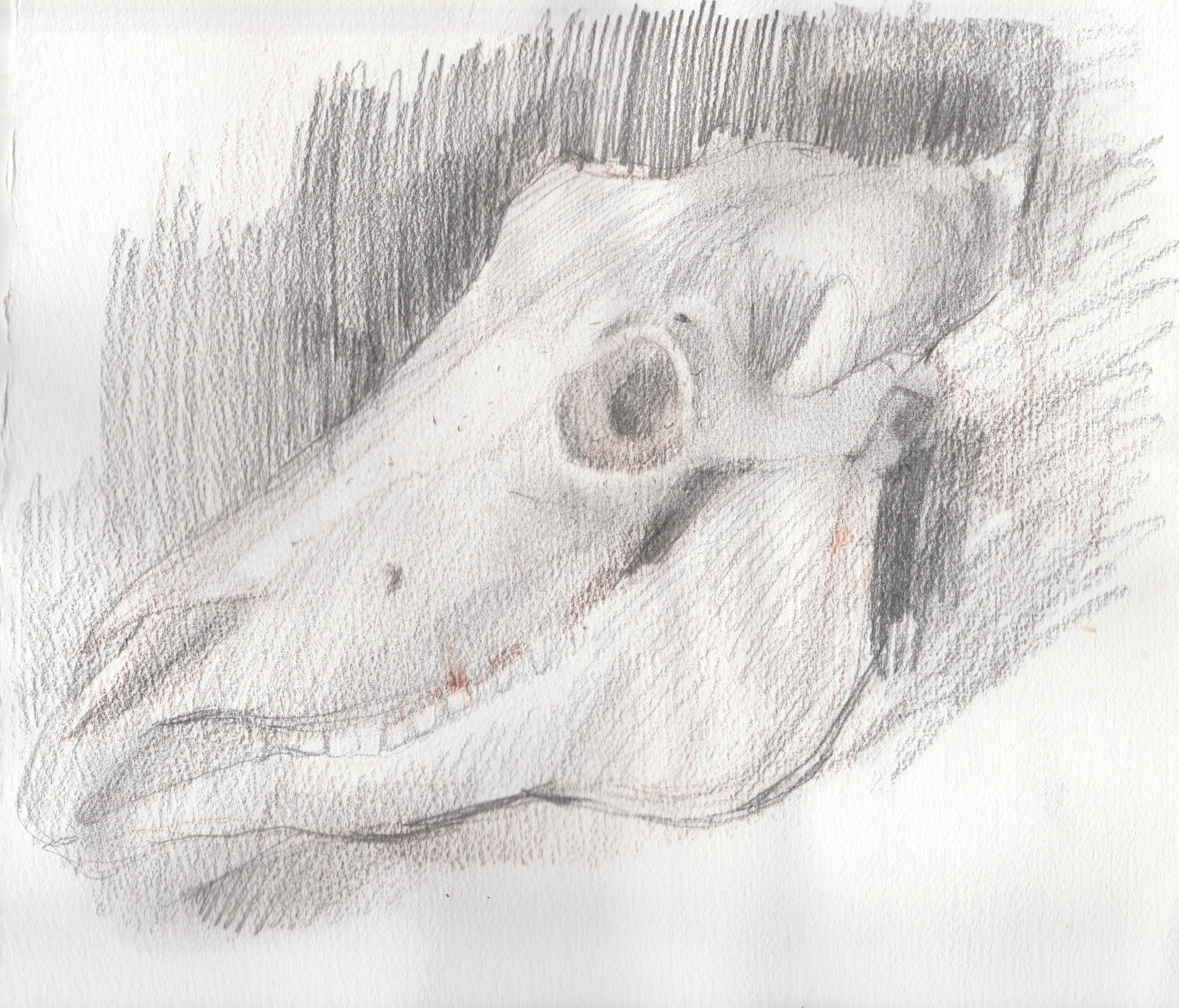 Study of a Horse Skull, Museum of Natural History, Halifax