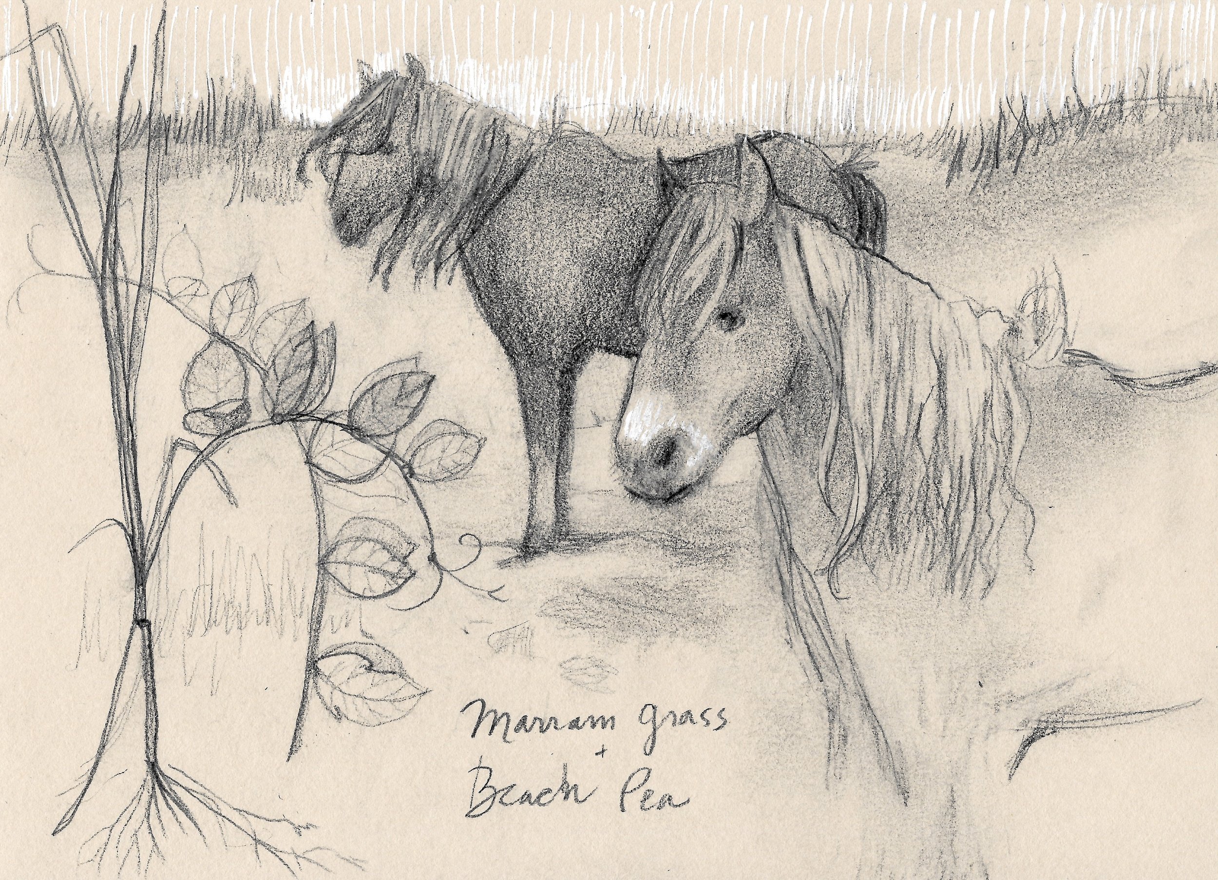 Marram Grass, Beach Pea, Sable Horses