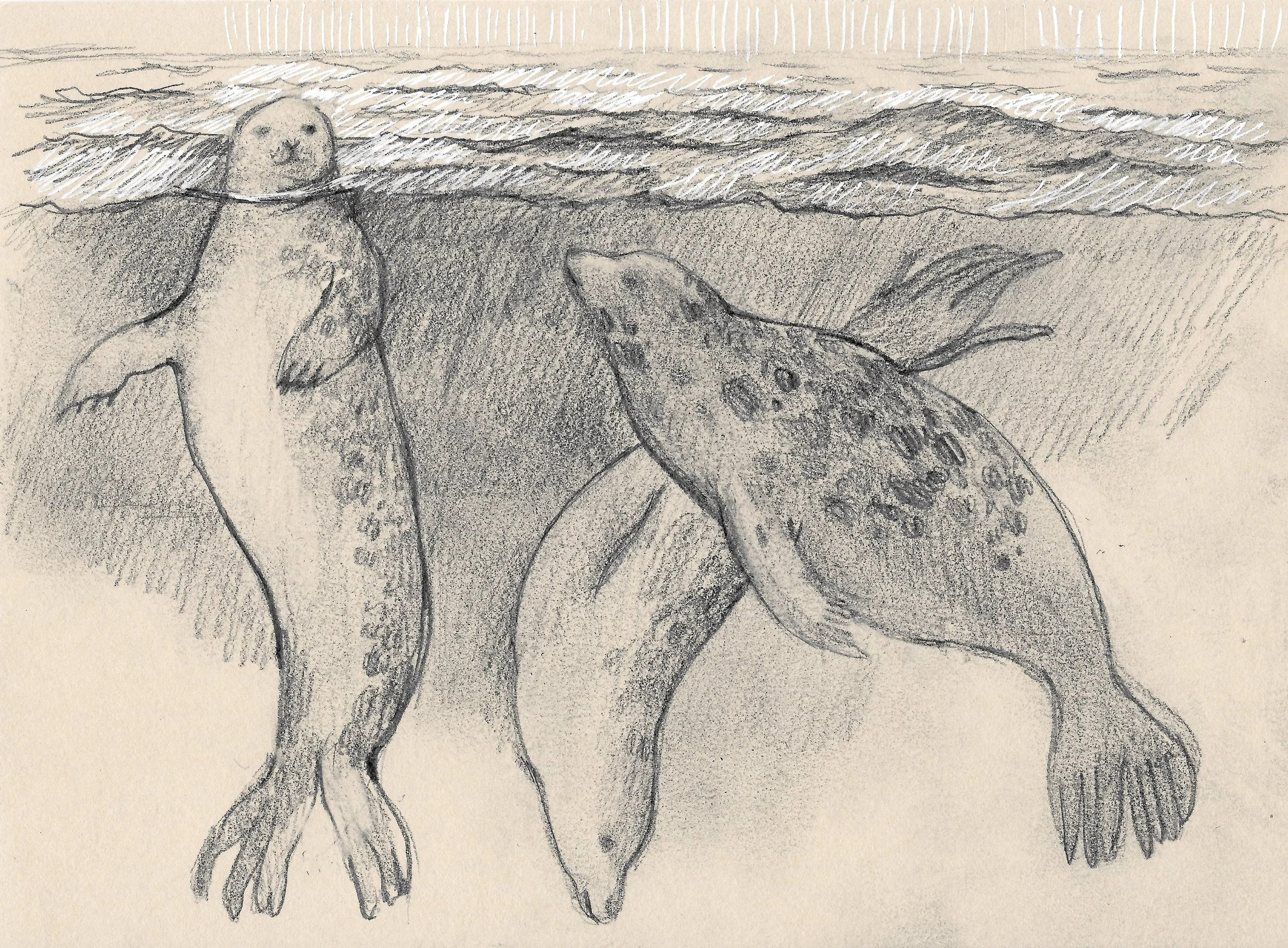 Remembering the Seals