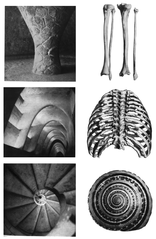 Image: Resonance with organic forms, Antoni Gaudi, New York, 1961