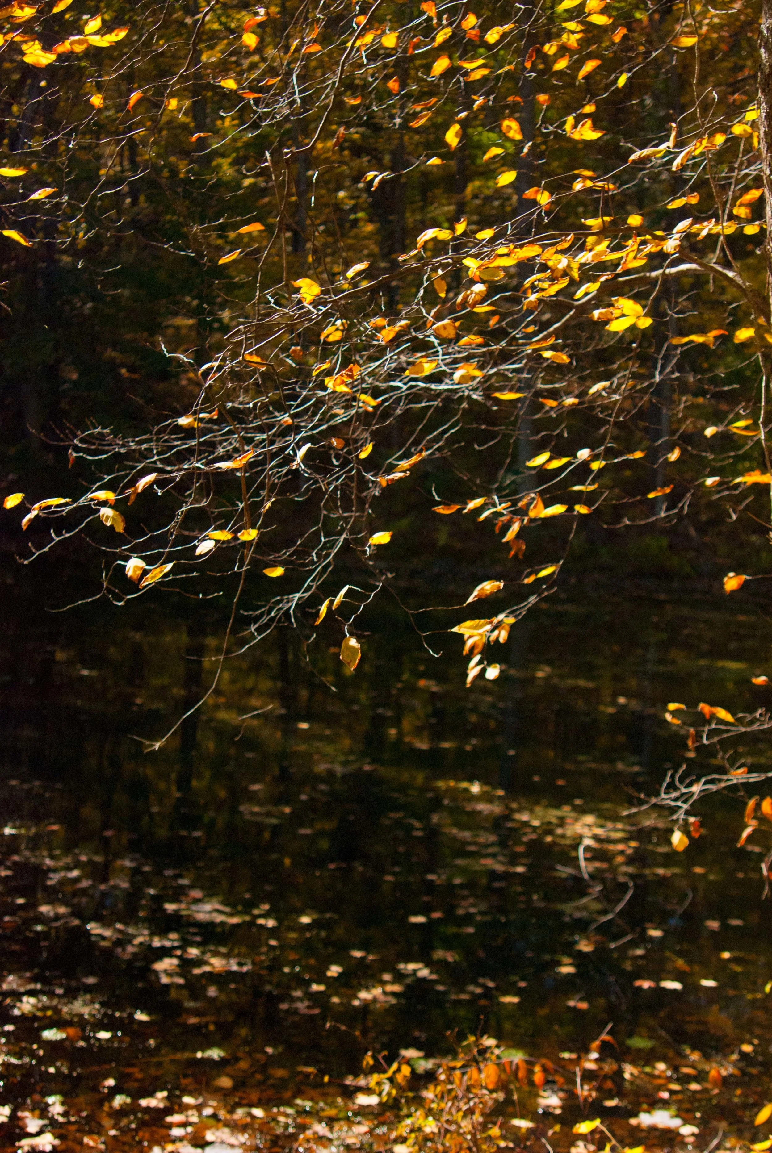 NATURE RUNNING_FALL_LAKE_02.jpg