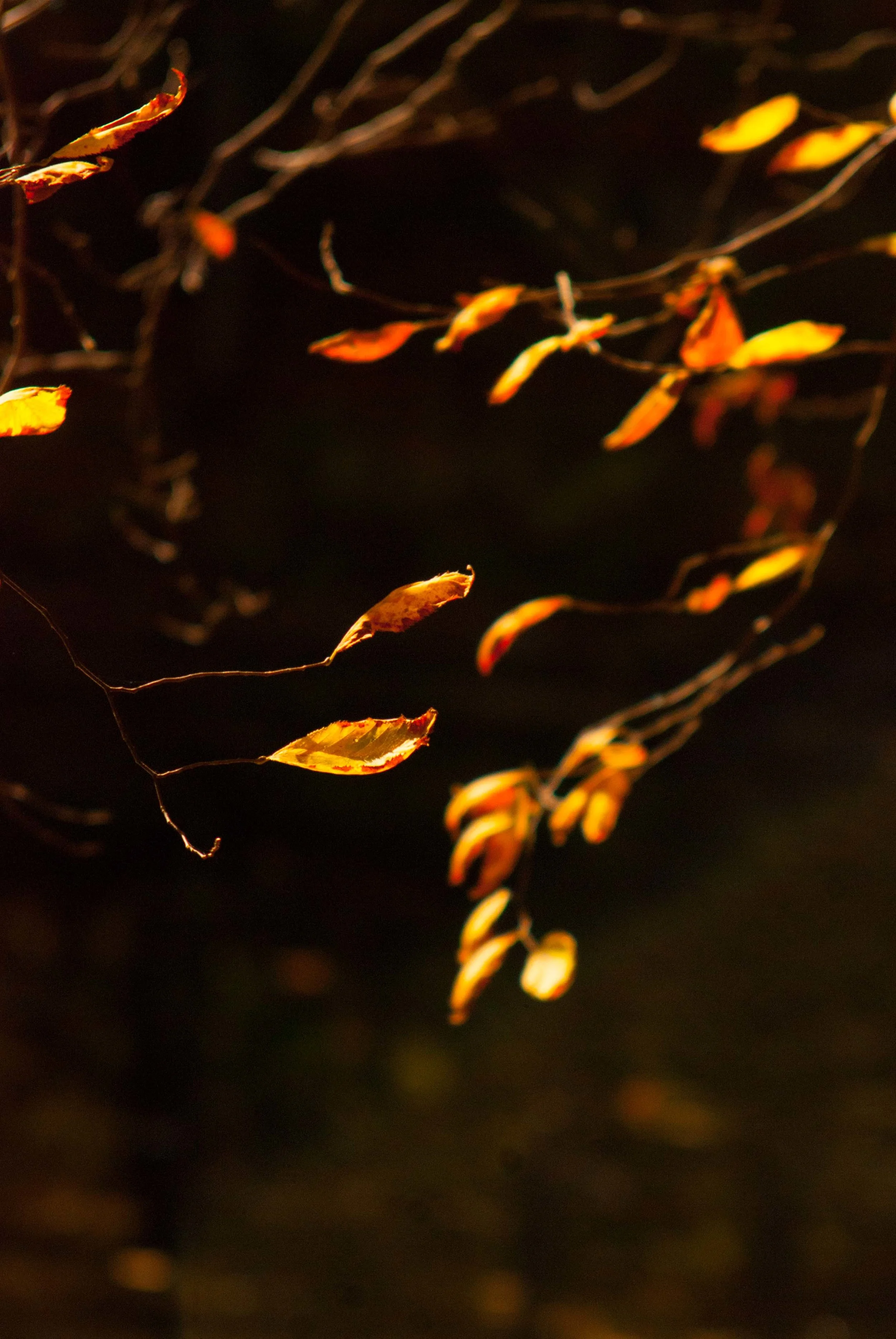 NATURE RUNNING_FALL_LAKE_SHELITA BIRCHETT BENASH_03.jpg