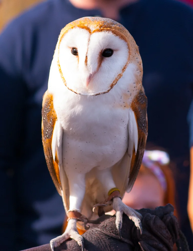 BEAUTIFUL BARRED OWL BY SHELITA BIRCHETT BENASH