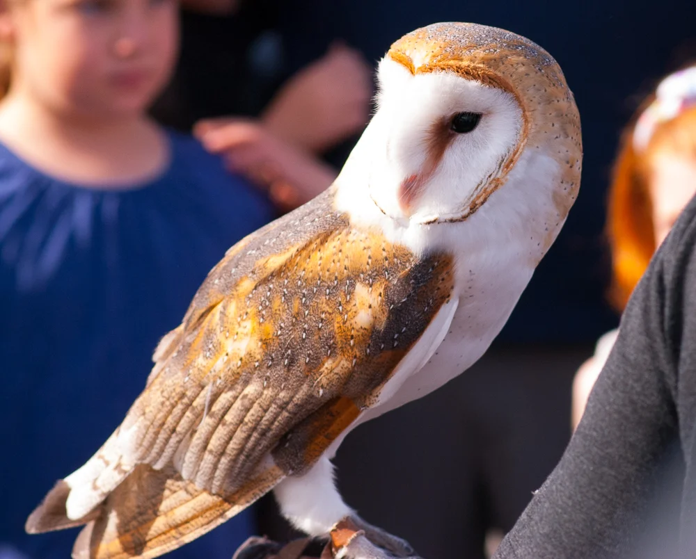 OWLS_SHELITA BIRCHETT BENASH_11.jpg