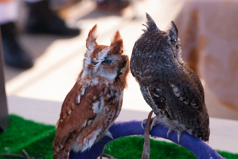 OWLS_SHELITA BIRCHETT BENASH_02.jpg