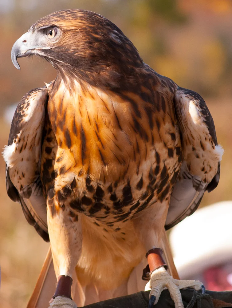HAWK_SHELITA BIRCHETT BENASH_06.jpg