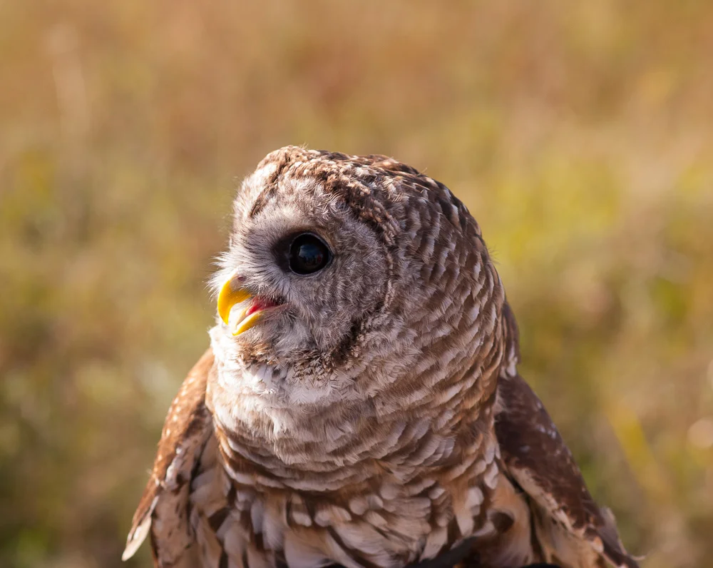 OWLS_SHELITA BIRCHETT BENASH_09.jpg