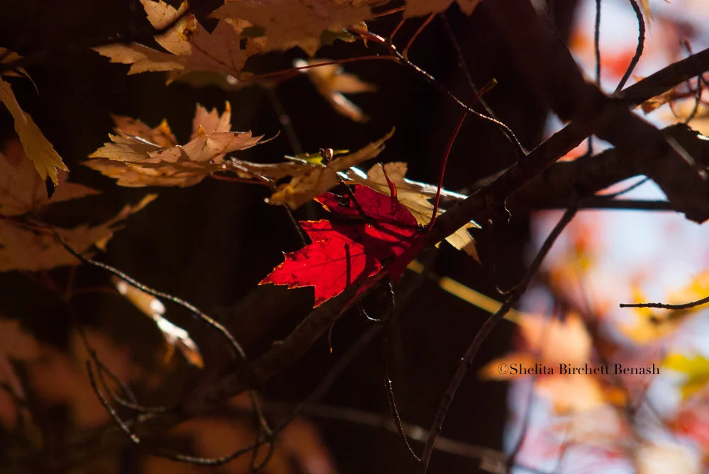 RUNNING NATURE_FIRE_TREE_SHELITA BIRCHETT BENASH_06.jpg