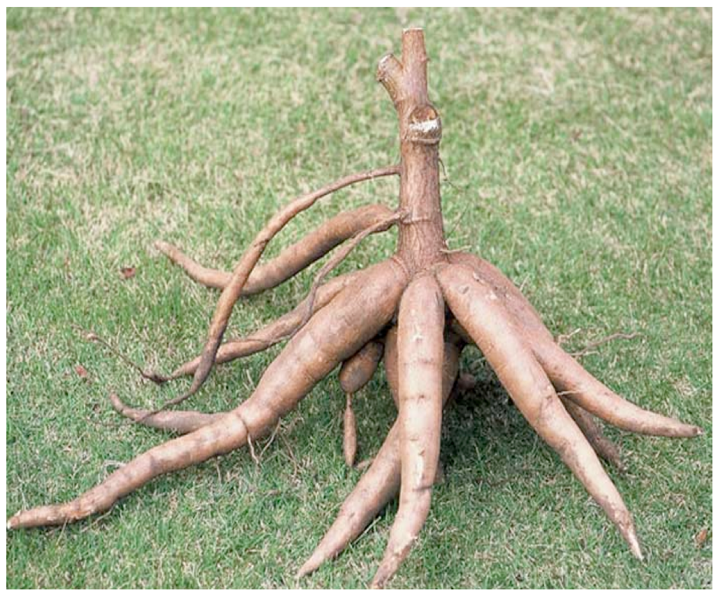 Cassava