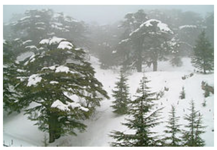 ski.png