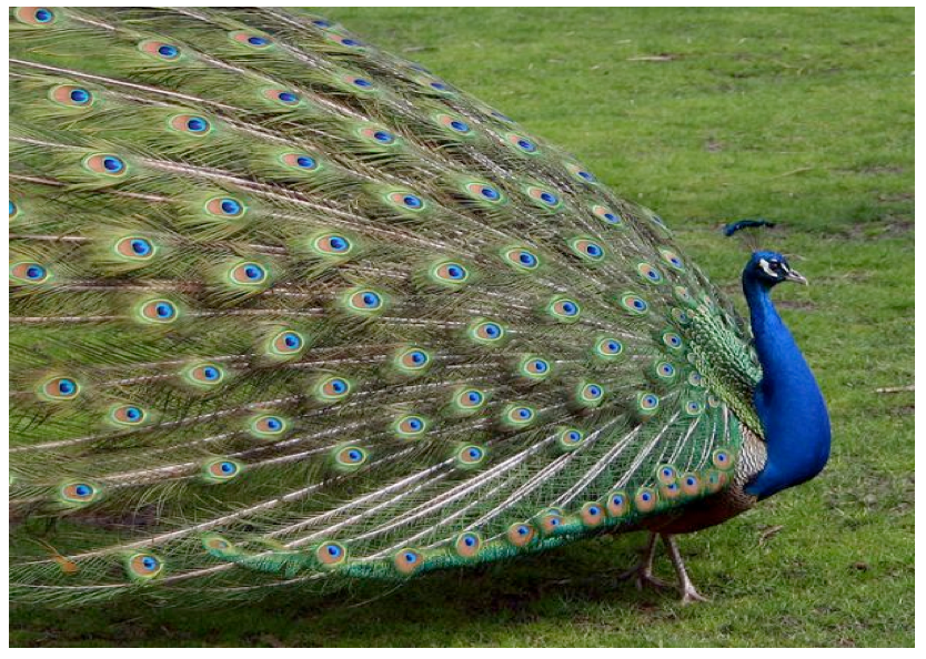 peacock.png