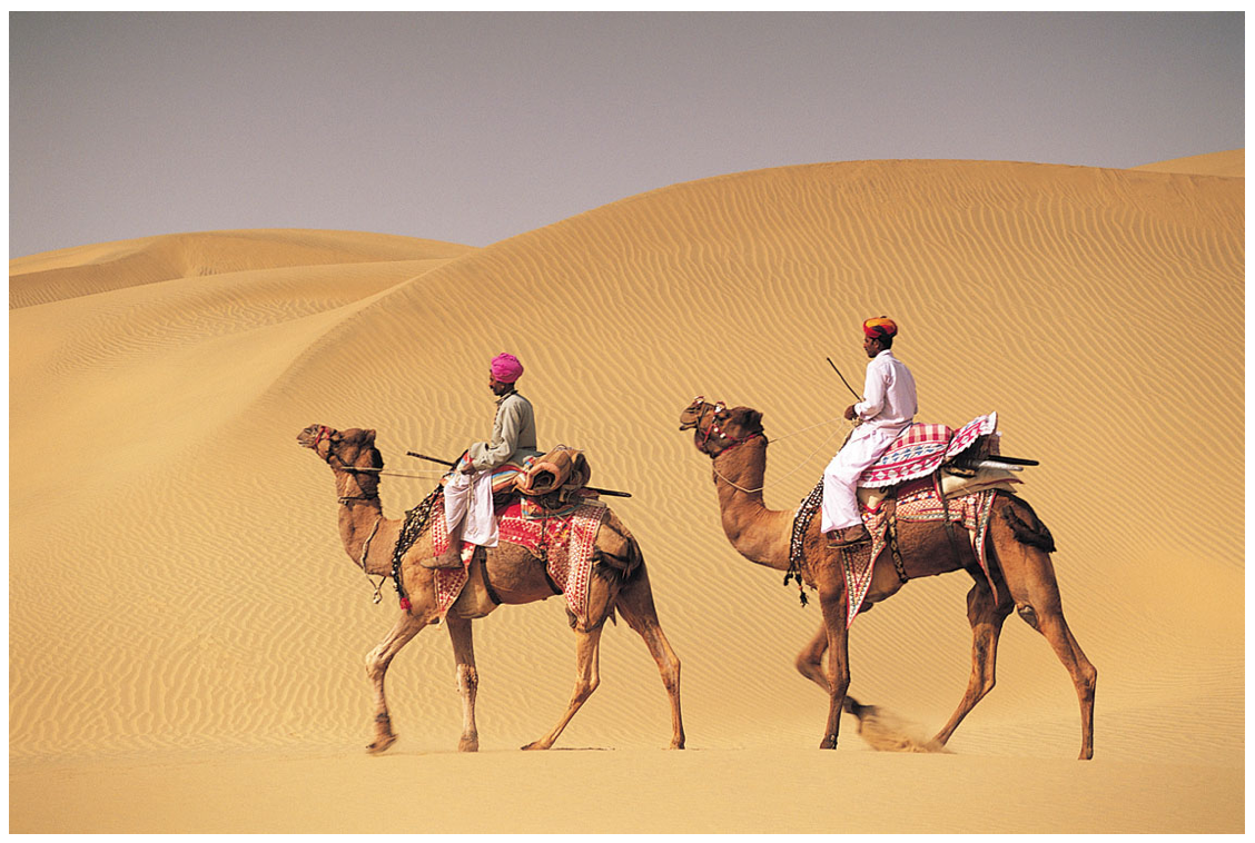 camels.png