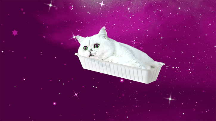 cat18_2.gif
