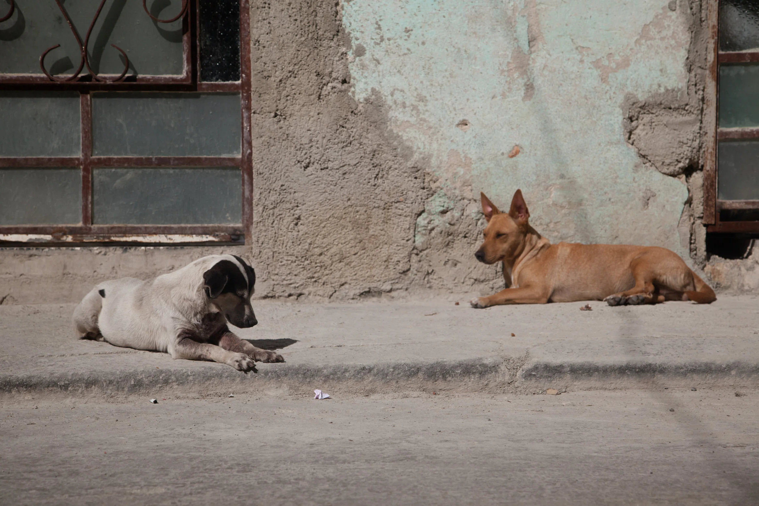 _MG_0346.jpg