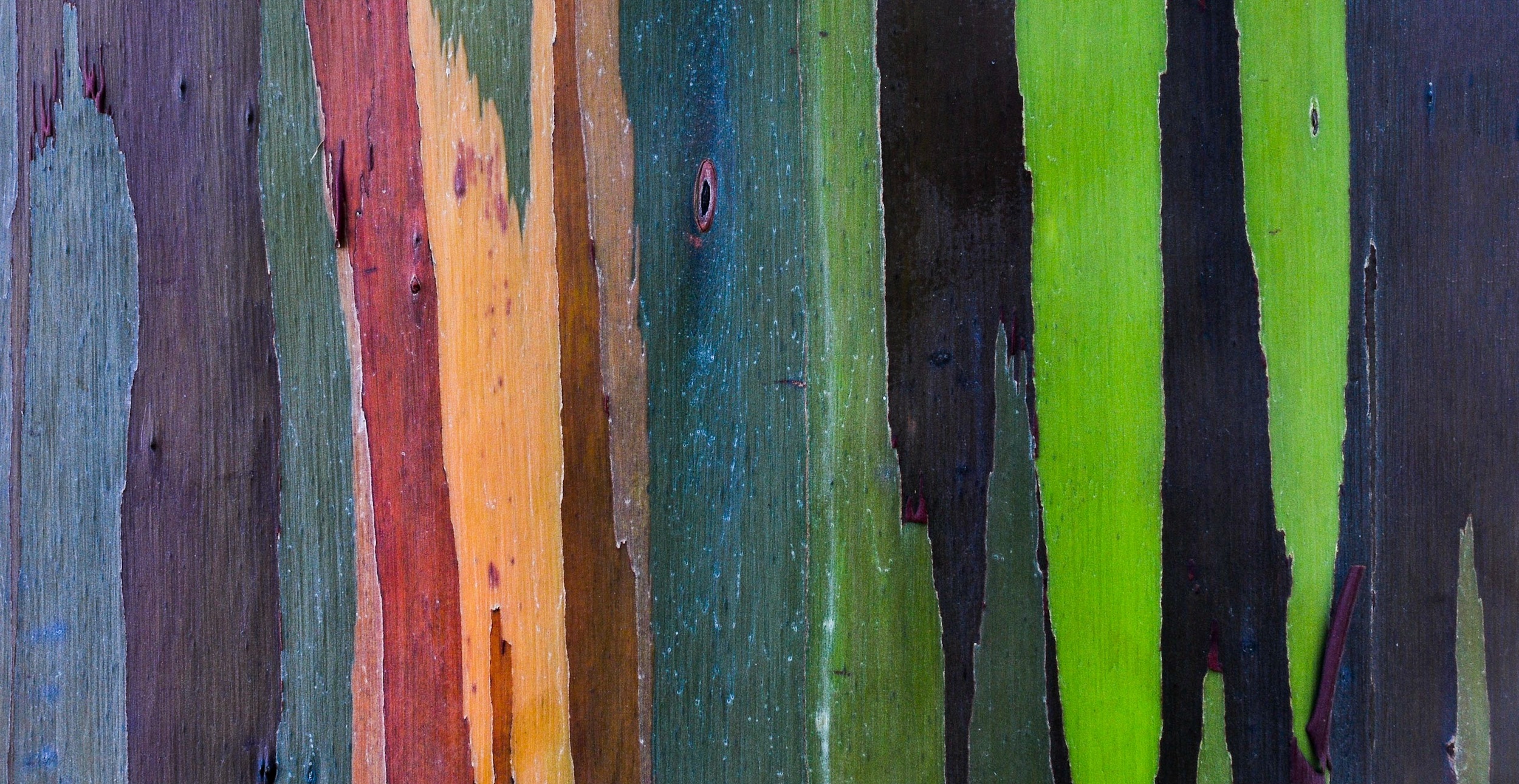 Rainbow Eucalyptus Tree - Maui, Hawaii