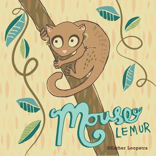 mouse_lemur_ispot_sm.jpg