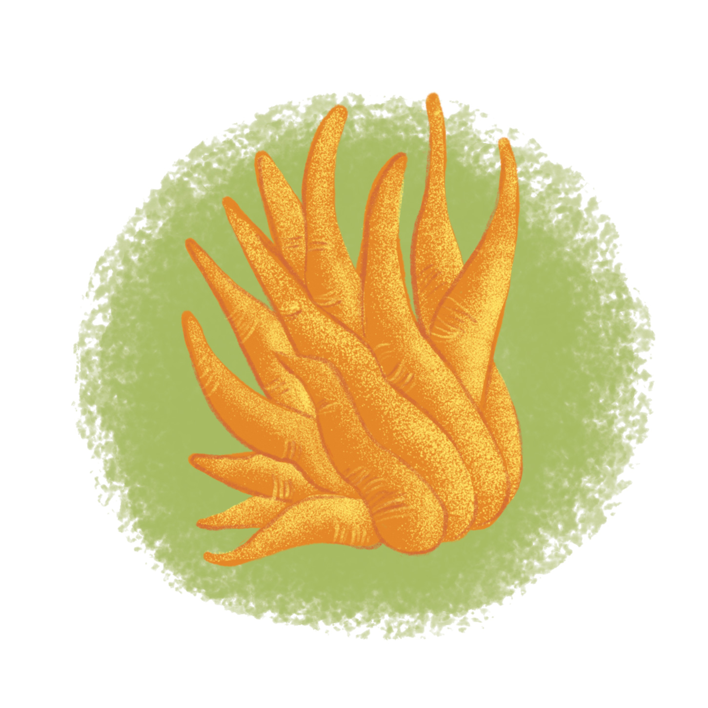 buddha's_hand_eloopstra.jpg